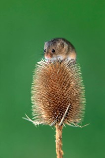 Eurasian harvest mouse