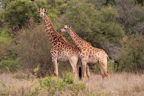 Southern giraffe