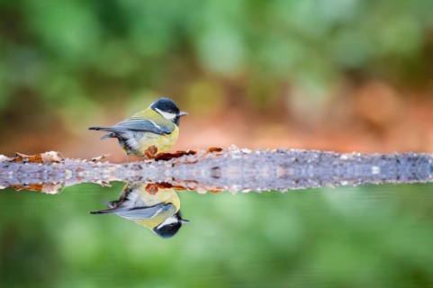 Great tit