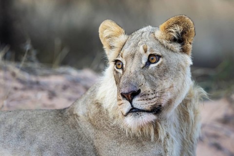 Lion
