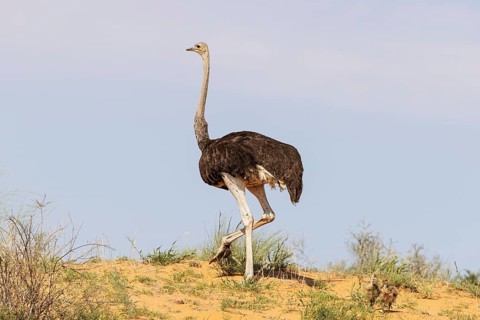 Ostrich