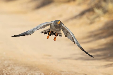 Pale-chanting Goshawk