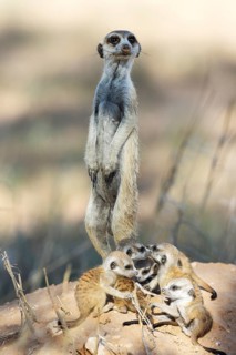 Suricate