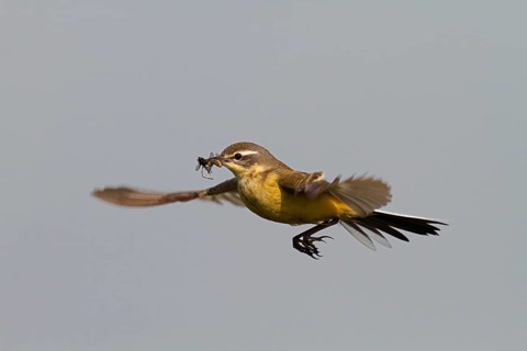 Blue-headed wagtail