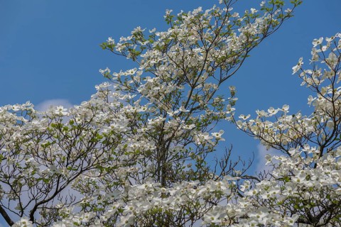 Flowering dogwood
