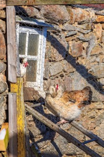 Free range hens in a henhouse in the countryside
