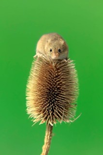 Eurasian harvest mouse