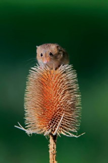Eurasian harvest mouse