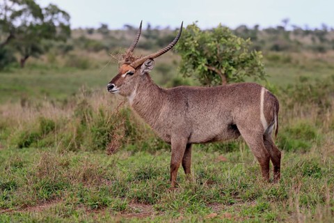 Ellipsen waterbuck