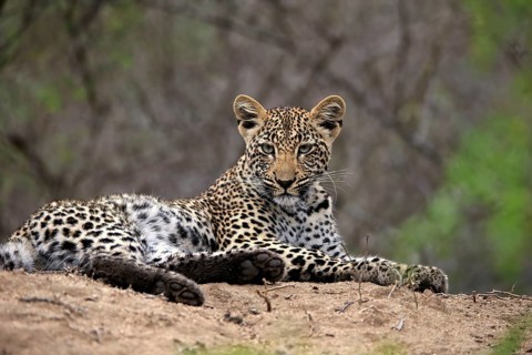 Leopard