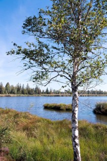 Riedsee in Wurzacher Ried