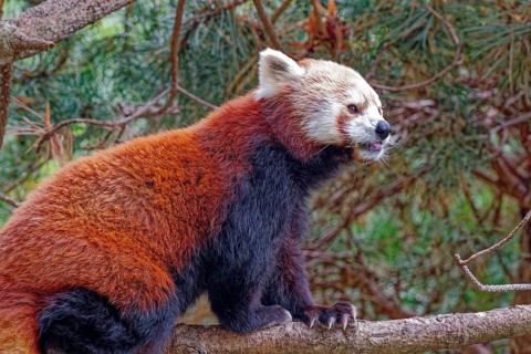 Red panda