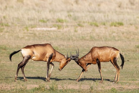 Red Hartebeest