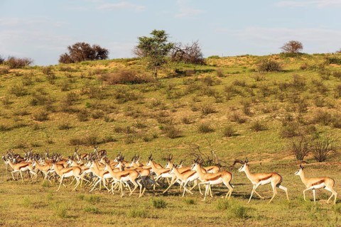 Springbok