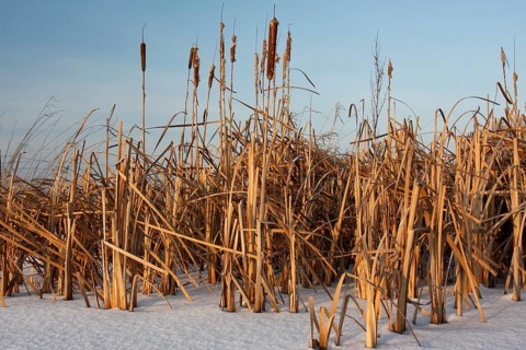Cattail
