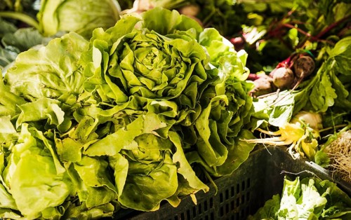 Butterhead lettuce with green vegetables market stall organic farmers grocery store