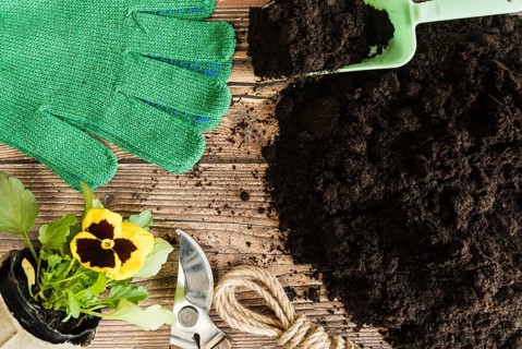 Pansy flower plant pot gardening tools gloves with fertile soil wooden desk