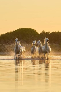 Camargue horses running through the water at sunrise