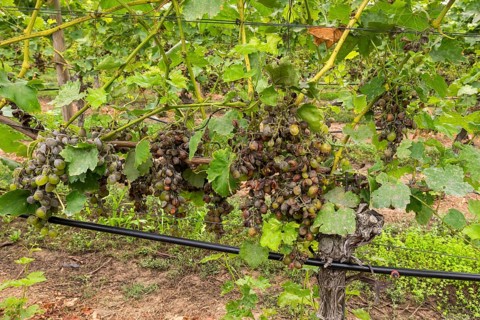 Grape diseases