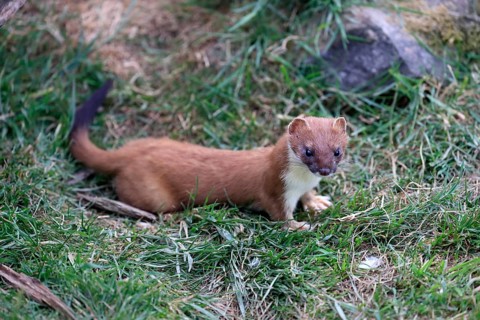 Ermine