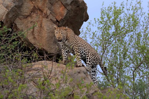 Leopard