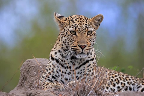 Leopard