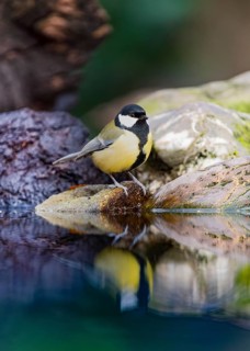 Great Tit