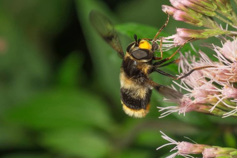 Variegated fur hoverfly