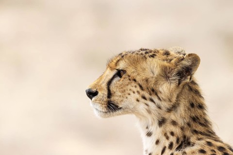 Cheetah
