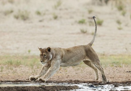 Lion