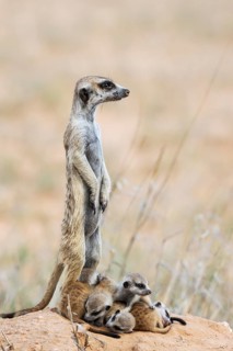 Suricate