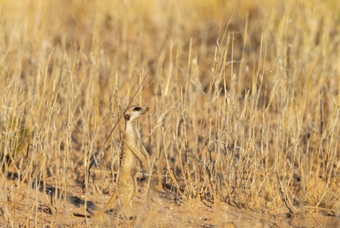 Suricate
