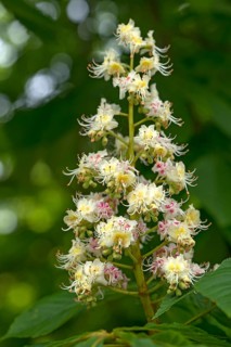 Flower of a common horse chestnut