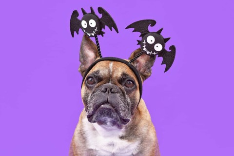 Cute French Bulldog dog wearing funny Halloween headbands with smiling bats on purple studio background