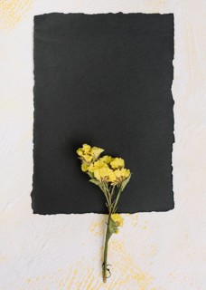 Yellow flower branch with black paper table