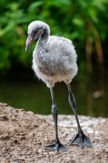 American flamingo