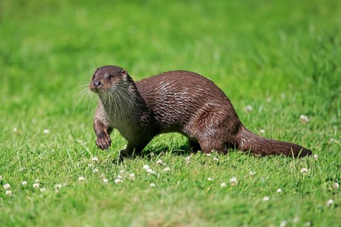 European otter