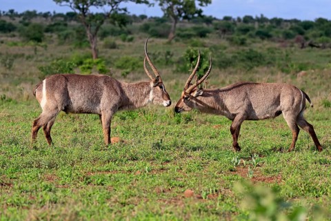 Ellipsen waterbuck