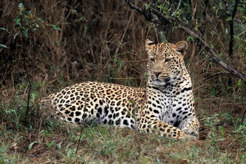 Leopard