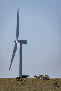 Sheep standing on a dike by the sea in front of a wind turbine for wind energy