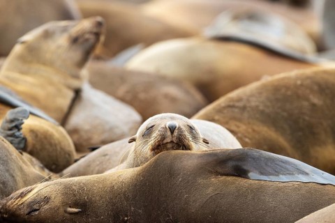 Cape Fur Seal
