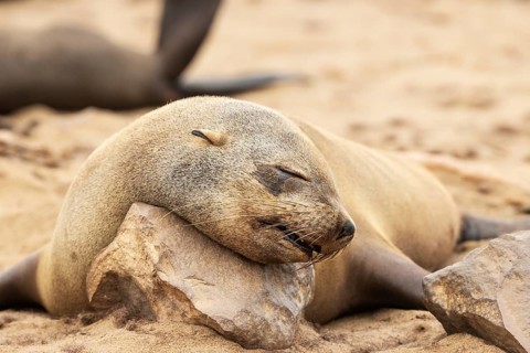 Cape Fur Seal