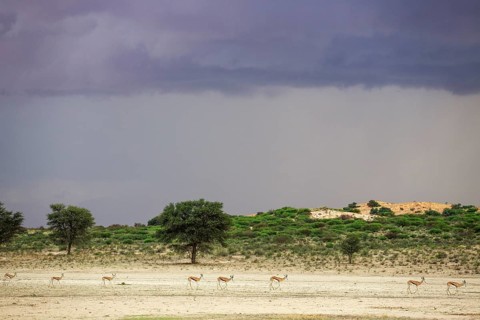 Springbok