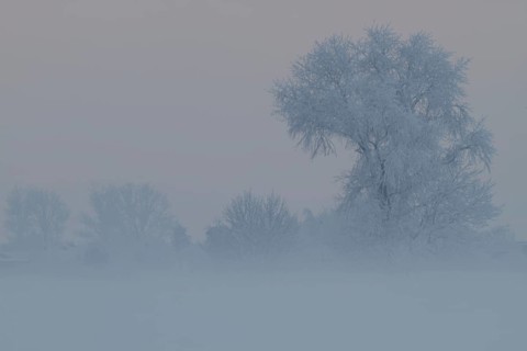 Foggy atmosphere with hoarfrost on the Weser island of Strohauser Plate