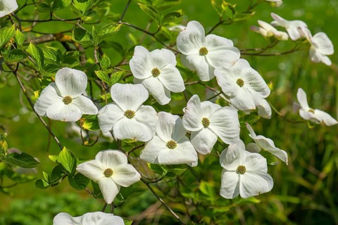 Flowering dogwood
