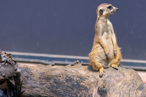 Meerkat