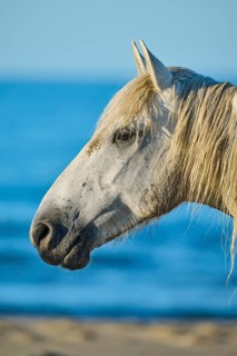 Camargue horse