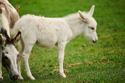 Donkey