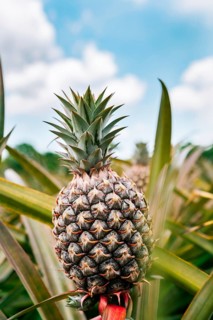 View of a beautiful tropical pineapple in a plantation with sky in the background. Harvest season and cultivation of pineapples