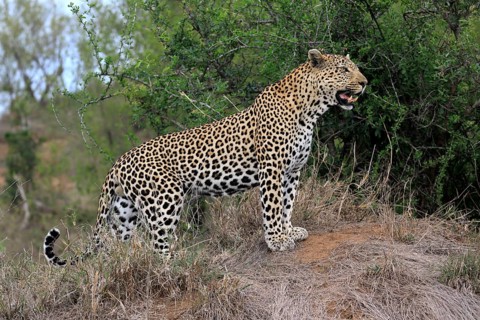 Leopard